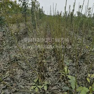 山东香玲核桃苗价格 1米高薄皮核桃苗批发