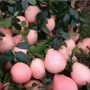 湖南哪里有卖红肉蜜柚苗,请认准平和县正达蜜柚苗场