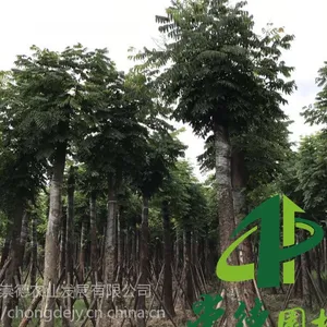 成都崇德园林处理大量低价精品栾树