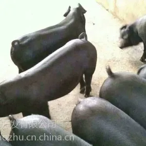 黑太湖母猪多少钱一头小猪崽价格20斤多少钱1斤