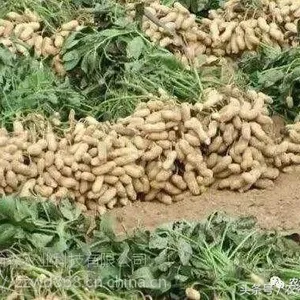 瀚小福花生两遍药花生高产套餐 厂家