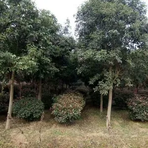 河南大叶女贞 河南丛生大叶女贞 南阳大叶女贞