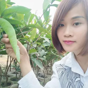 海南莲雾苗出售 南北方种植当年结果 镇宁嫁接莲雾苗批发18897887588