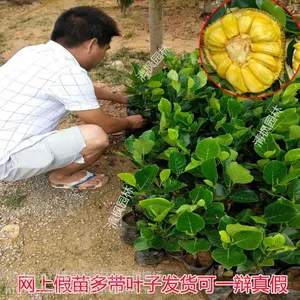 万宁菠萝蜜苗批发 马来西亚一号菠萝蜜苗15777793411