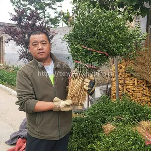 泰安枳壳苗价格 枳壳苗批发基地