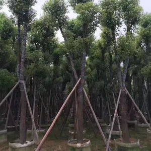 ���ͼ�������20�ֹǼ���������-20�ֽظ���������