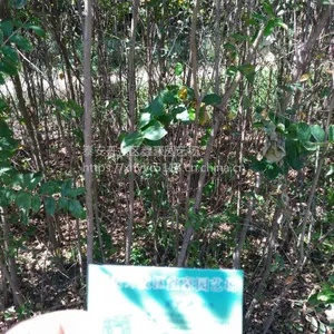 紫薇树苗批发规格齐全价格低廉 百日红小苗价格 山东绿化苗种植基地