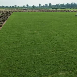 长沙绿化草皮供应基地