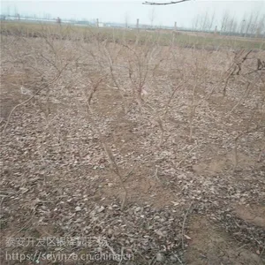 ������ ������۸� ɽ������������ֲ���ع�Ӧ1����.2����.3����5��������
