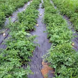 四川除草布价格 湖南防草布厂家