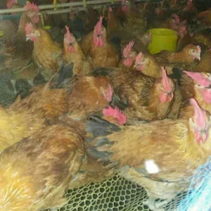 ��������鼦�磬��������������⼦�磬���������鼦��
