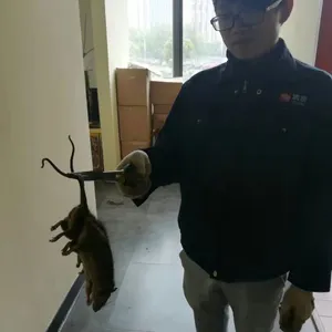 清波公司为苏州火锅店做电打灭鼠项目