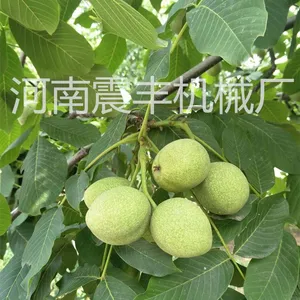 青核桃脱皮机 青核桃剥皮机 支持定制 震丰机械厂家直销
