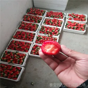 2019年适合大棚种植的红颜草莓苗多少钱一棵