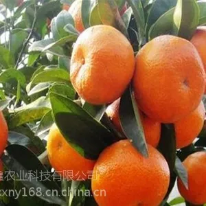 ����2017�ָ���۸�