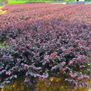 长沙红花继木价格,湖南红继木小苗批发 10-20公分造型红继木桩