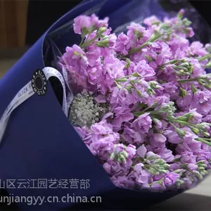 武汉鲜花同城送货紫罗兰鲜花,可定制,有各类型的鲜花,当天可到