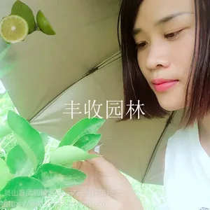 阳江苗场直供台湾无籽柠檬、青柠檬、黄柠檬、和平各种柠檬树苗15777793411
