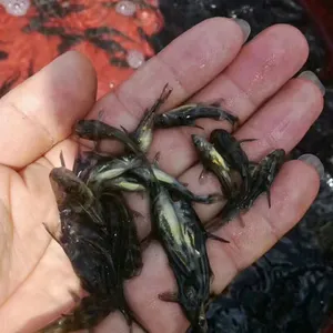 �㶫���糡��Ӧ���ʵ���ȫ���Իƹ�����