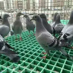 ���������ָ�դ�������ϵ�Ӧ��������