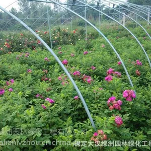 保定大汉绿洲60公分四季玫瑰供应