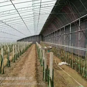带后墙的热镀锌双膜骨架温室大棚