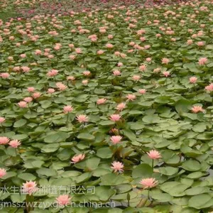 大量出售睡莲苗找境美水生植物种苗基地18833230022