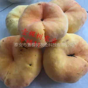中蟠11桃树苗多少钱一棵