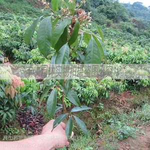 雅安桂味荔枝苗批发 当年结果南方种植 嫁接果树果苗 18897887588