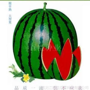 黑龙江西瓜种子|西瓜种子厂家