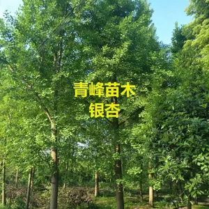 成都银杏基地四川银杏大量批发出售