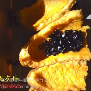商龙优质少籽发芽***九月黄金蕉种子