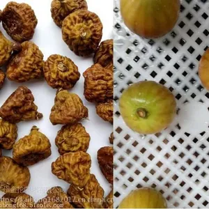 �����޻�����ɻ� MDH10 ����ҩ�ĺ�ɻ� ���ܻ��� ����ֱ��