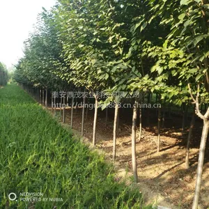 现货出售6公分的樱花杆直帽圆1.2米定杆 山东樱花树苗种植批发基地