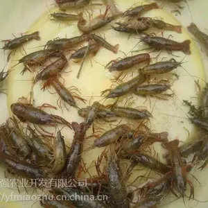 ��Ӧ��ˮС��Ϻ��ֳ С��Ϻ��***�� С��Ϻ����ֳ����