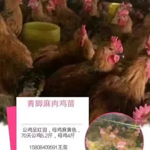 ��������鼦�磬��������������⼦�磬���������鼦��