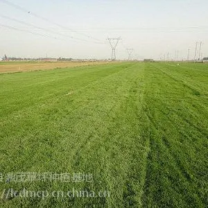 栾城早熟禾草坪基地
