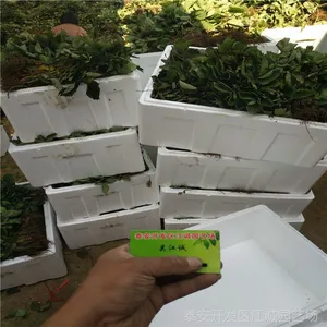 哪里有草莓苗种植基地 江西红颜草莓苗多少钱一棵