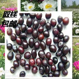 改良赤芍种子价格什么价格 白芍种子哪个有卖的 赤芍籽