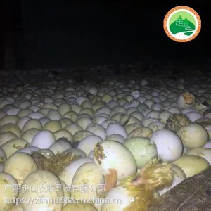 广西黄麻鸭苗 柳州麻鸭 杂交鸭苗批发就上柳州得凤家禽包技术