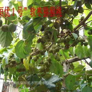 供应辽宁软枣苗