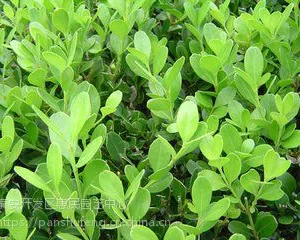 山东临沂瓜子黄杨种植基地 农户直销 价格便宜