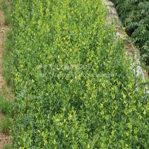 0.3公分枳壳树苗 0.4公分枸橘树苗 山东枳壳苗种植基地