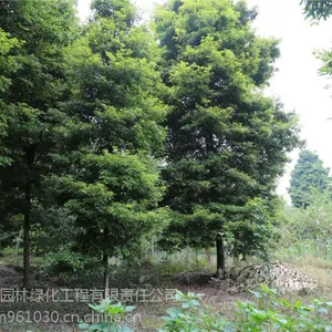 15公分熟货桢楠,小叶桢楠,金丝楠木树批发苗圃基地,正宗小叶桢楠工程苗木