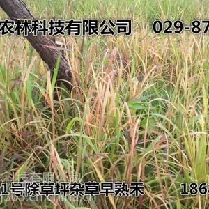 坪草封草坪除草剂_早熟禾高羊茅类黑麦草类除草剂_草坪移栽后杂草除草剂