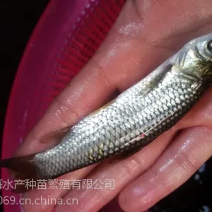 ���Ź�Ӧ�������磬��ͷ���磨���㣩�������磬�����磬��������
