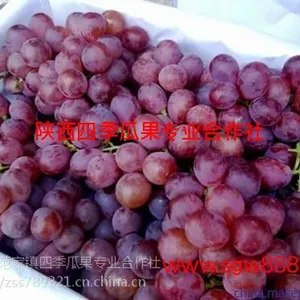 陕西库存红提葡萄产地批发行情价格