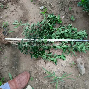 哪里有50公分的冬青树苗 山东黄杨树苗种植基地 冬青苗价格