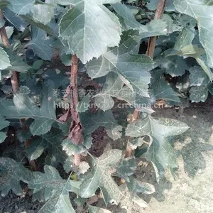 哪里有便宜山楂树苗，山楂树苗价格