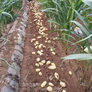 ���ֳ���ʽ�����ջ�� ����ũ���ٺ����� ʥ³�����ջ��